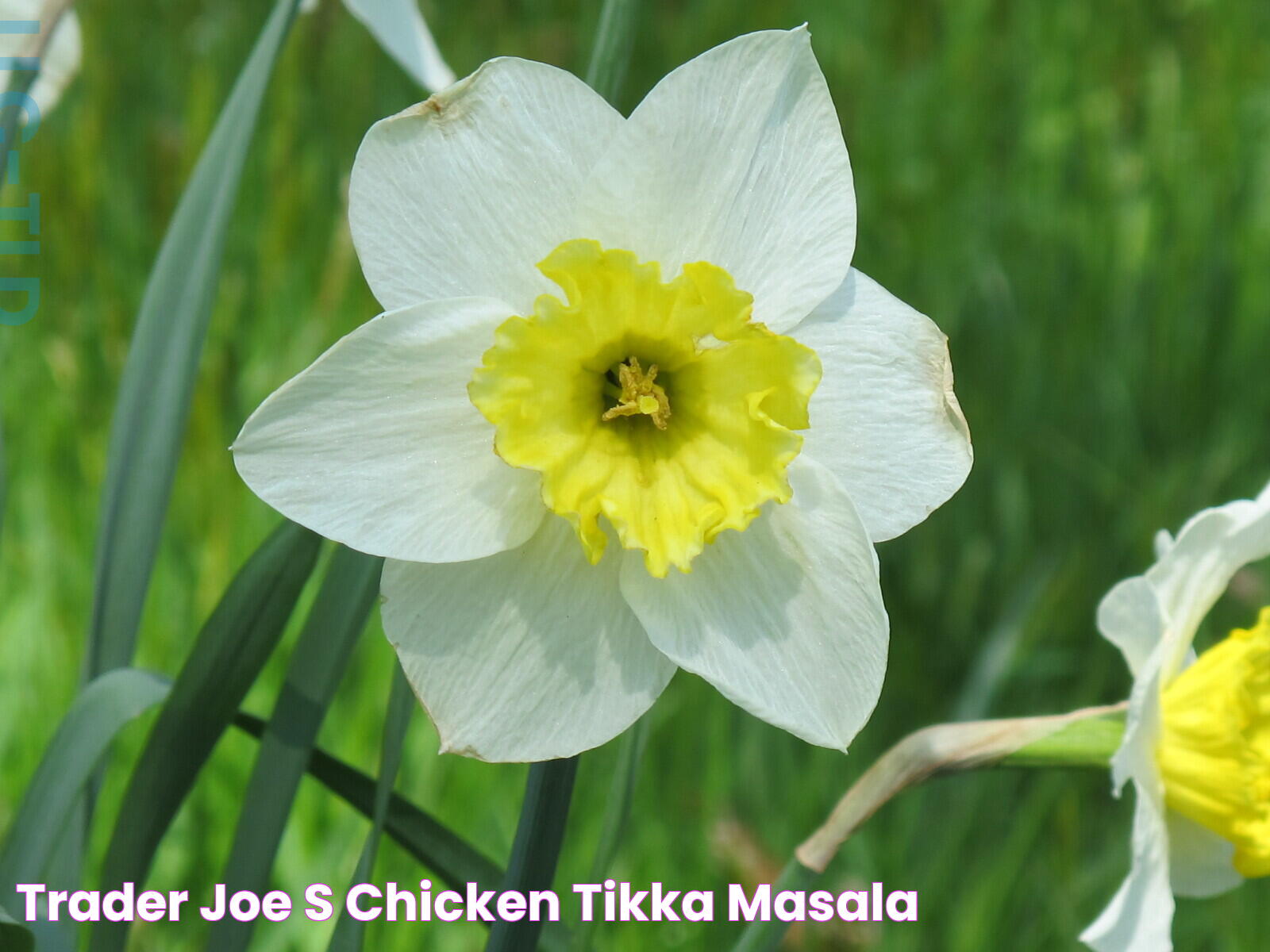 Trader Joe's Chicken Tikka Masala: A Delicious Culinary Delight